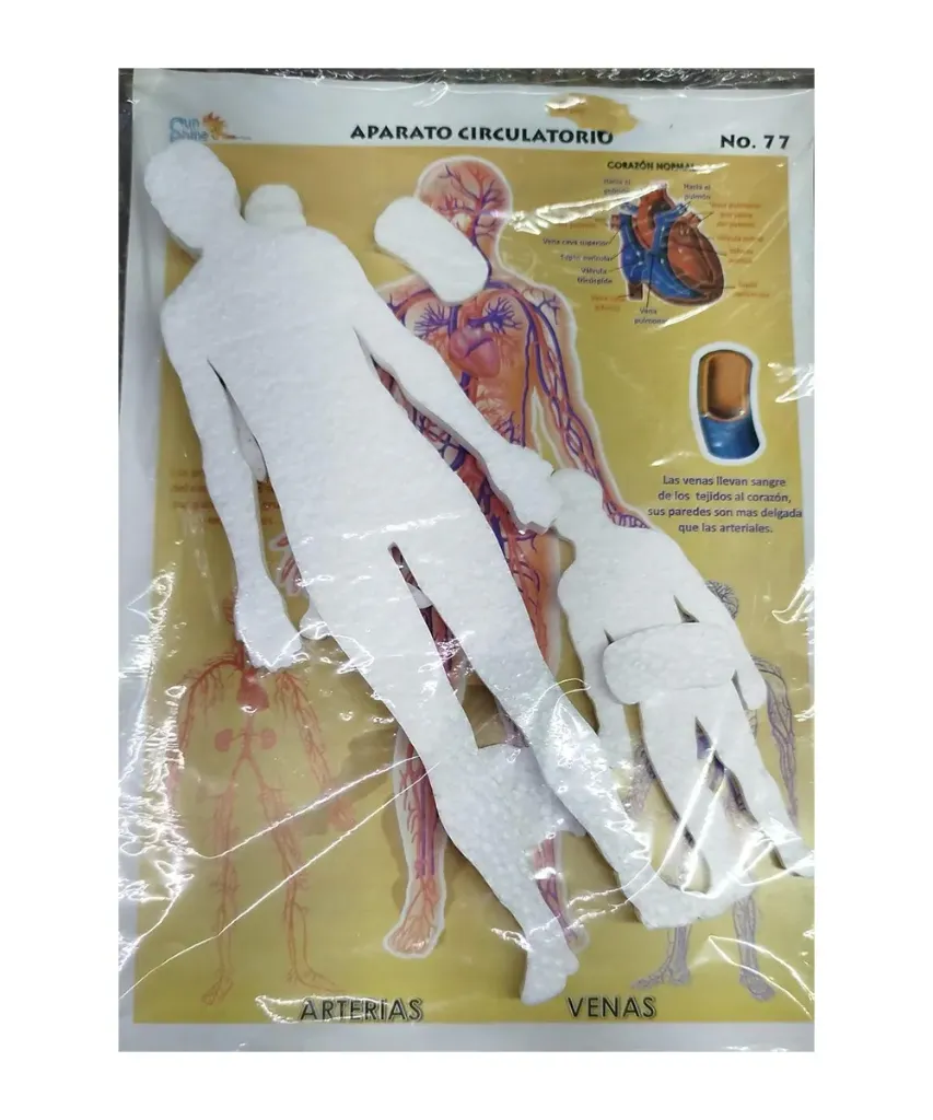Aparato Circulatorio Maqueta