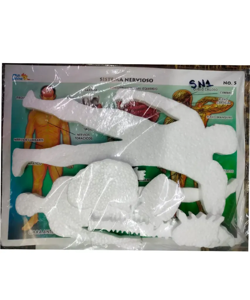 Sistema Nervioso Maqueta