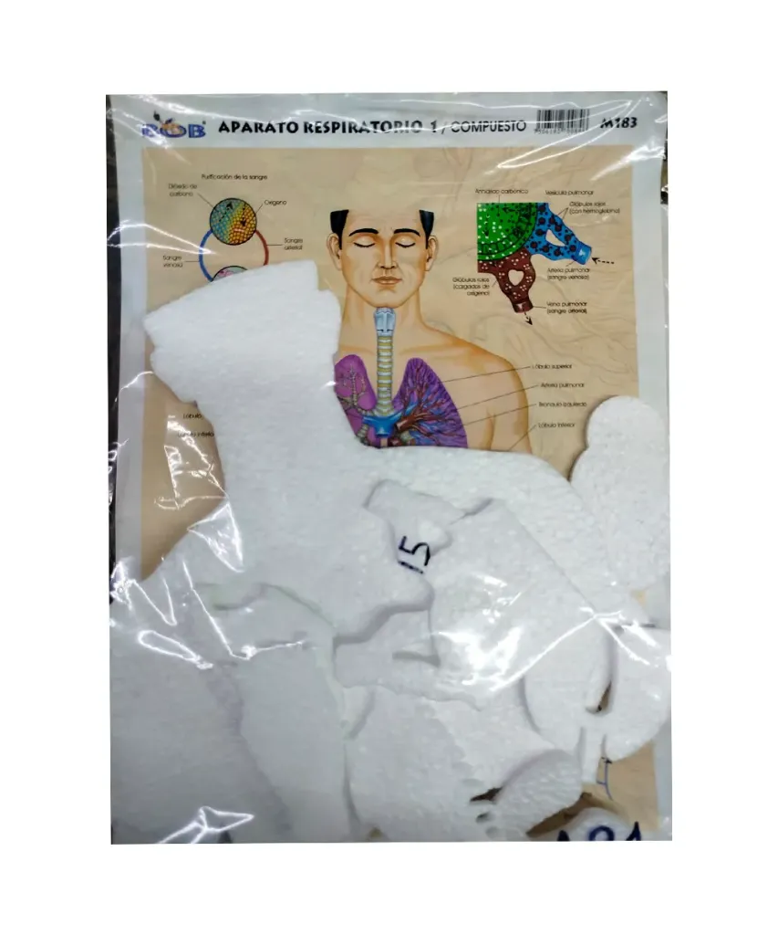 Aparato Respiratorio Maqueta