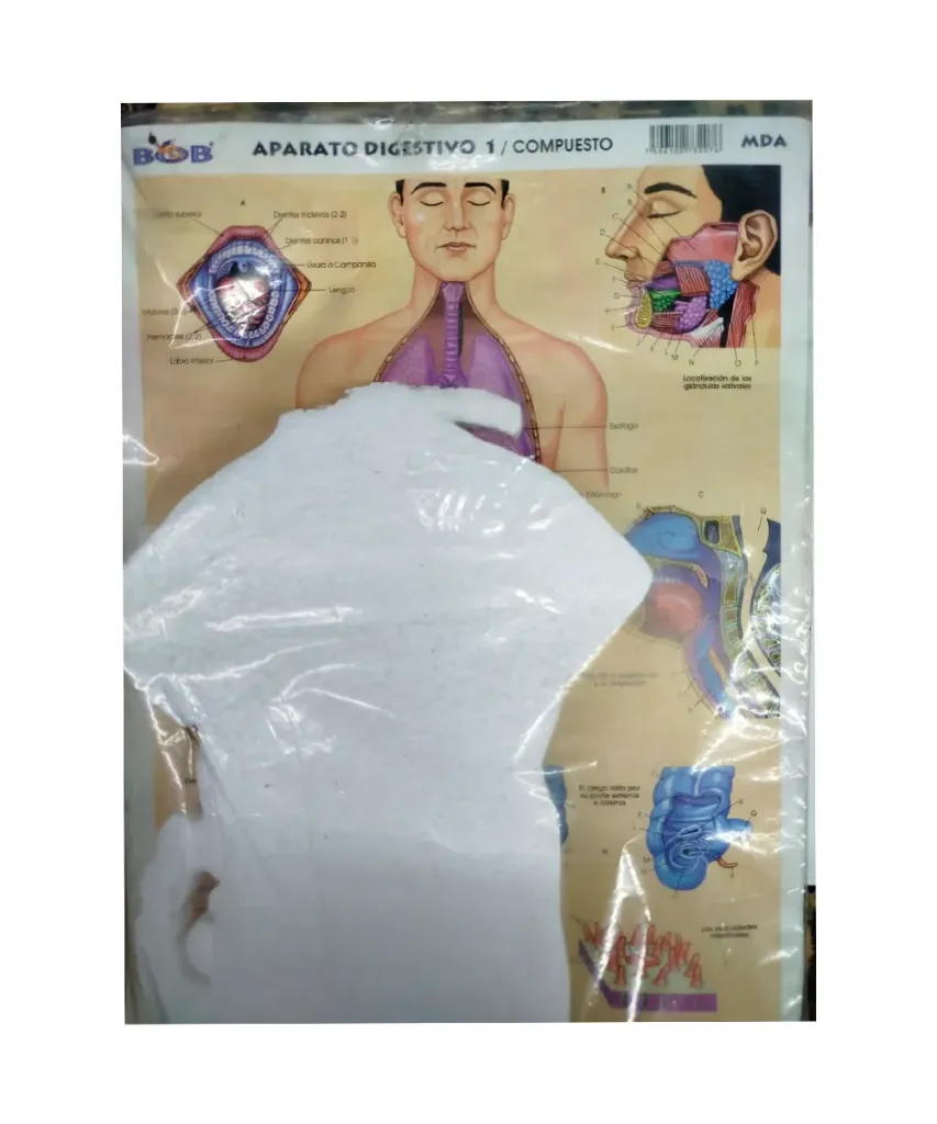 Aparato Digestivo Maqueta